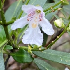 Prostanthera lasianthos at Barrington Tops National Park - 19 Dec 2023