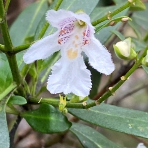 Prostanthera lasianthos at Barrington Tops National Park - 19 Dec 2023