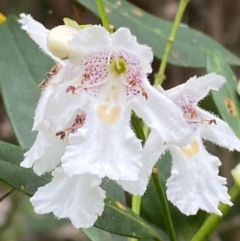 Prostanthera lasianthos at Barrington Tops National Park - 19 Dec 2023