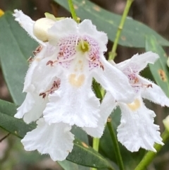 Prostanthera lasianthos at Barrington Tops National Park - 19 Dec 2023 12:52 PM