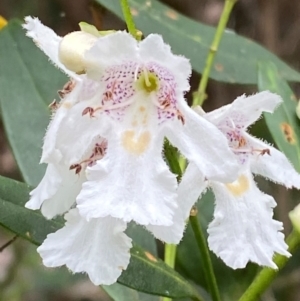 Prostanthera lasianthos at Barrington Tops National Park - 19 Dec 2023 12:52 PM