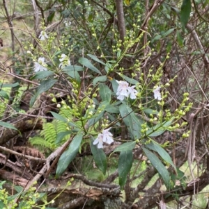 Prostanthera lasianthos at Barrington Tops National Park - 19 Dec 2023