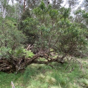 Prostanthera lasianthos at Barrington Tops National Park - 19 Dec 2023