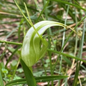 Pterostylis falcata at Moonan Brook, NSW - suppressed