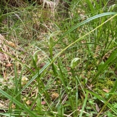 Pterostylis falcata at Moonan Brook, NSW - 19 Dec 2023