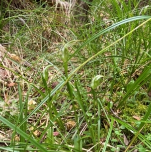 Pterostylis falcata at Moonan Brook, NSW - suppressed