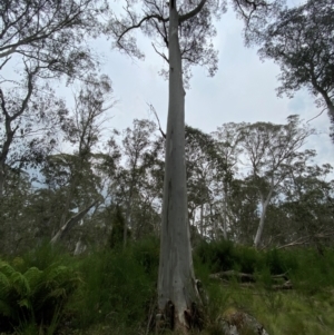 Eucalyptus dalrympleana at Barrington Tops National Park - 19 Dec 2023