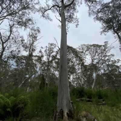 Eucalyptus dalrympleana (Mountain Gum) at Moonan Brook, NSW - 19 Dec 2023 by Tapirlord