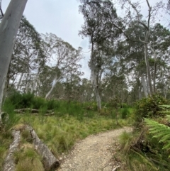 Eucalyptus dalrympleana at Barrington Tops National Park - 19 Dec 2023 12:28 PM