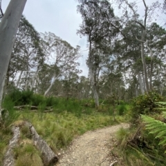 Eucalyptus dalrympleana at Barrington Tops National Park - 19 Dec 2023