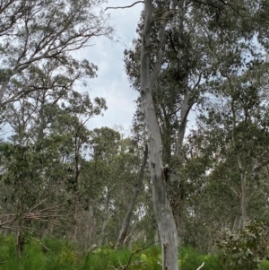 Eucalyptus dalrympleana at Barrington Tops National Park - 19 Dec 2023