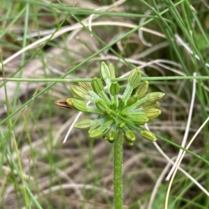 Oreomyrrhis eriopoda at Barrington Tops National Park - 19 Dec 2023