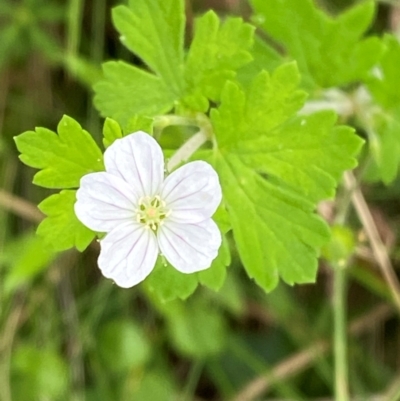 Geranium potentilloides var. potentilloides (Downy Geranium) at Barrington Tops National Park - 19 Dec 2023 by Tapirlord