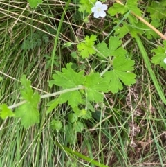 Geranium potentilloides var. potentilloides at Barrington Tops National Park - 19 Dec 2023 12:27 PM