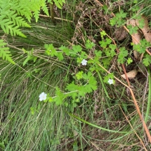 Geranium potentilloides var. potentilloides at Barrington Tops National Park - 19 Dec 2023
