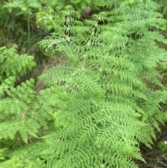 Histiopteris incisa (Bat's-Wing Fern) at Barrington Tops National Park - 19 Dec 2023 by Tapirlord