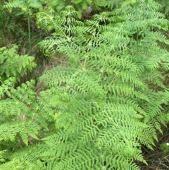 Histiopteris incisa (Bat's-Wing Fern) at Moonan Brook, NSW - 19 Dec 2023 by Tapirlord