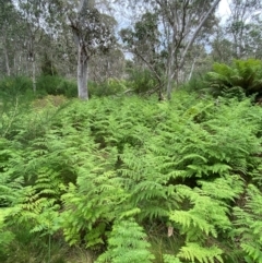 Histiopteris incisa at Barrington Tops National Park - 19 Dec 2023