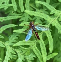 Asilidae (family) at Barrington Tops National Park - 19 Dec 2023 by Tapirlord