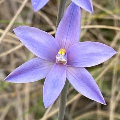 Thelymitra ixioides (Dotted Sun Orchid) at Moonan Brook, NSW - 19 Dec 2023 by Tapirlord