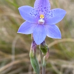 Thelymitra ixioides at Barrington Tops National Park - suppressed