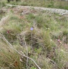 Thelymitra ixioides at Barrington Tops National Park - suppressed