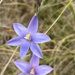 Thelymitra ixioides at Barrington Tops National Park - suppressed