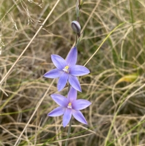 Thelymitra ixioides at Barrington Tops National Park - 19 Dec 2023