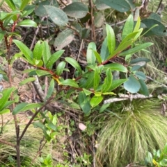 Gaultheria appressa at Barrington Tops National Park - 19 Dec 2023