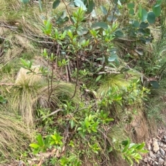 Gaultheria appressa at Barrington Tops National Park - 19 Dec 2023 10:24 AM