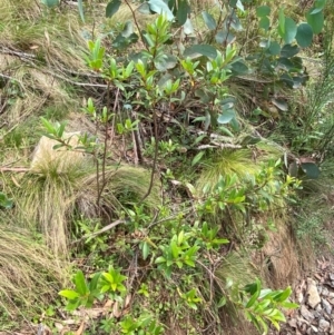 Gaultheria appressa at Barrington Tops National Park - 19 Dec 2023