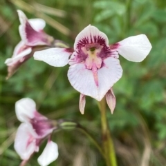 Diuris venosa (Veined Doubletail) at Barrington Tops, NSW - 18 Dec 2023 by Tapirlord