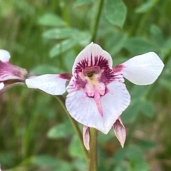 Diuris venosa at Barrington Tops National Park - suppressed