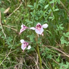 Diuris venosa at Barrington Tops National Park - 19 Dec 2023