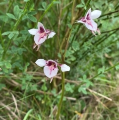 Diuris venosa at Barrington Tops National Park - suppressed