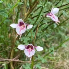 Diuris venosa at Barrington Tops National Park - 19 Dec 2023