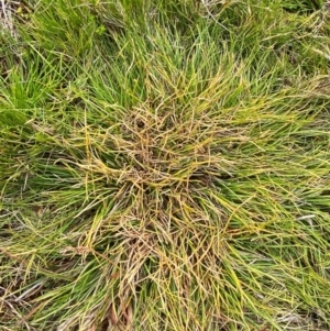 Oreobolus oxycarpus at Barrington Tops National Park - 19 Dec 2023