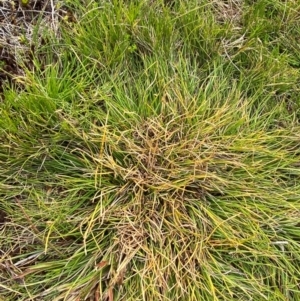 Oreobolus oxycarpus at Barrington Tops National Park - 19 Dec 2023