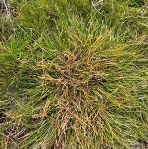 Oreobolus oxycarpus at Barrington Tops National Park - 19 Dec 2023