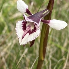 Diuris venosa (Veined Doubletail) at Barrington Tops National Park - 18 Dec 2023 by Tapirlord