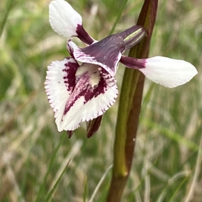 Diuris venosa (Veined Doubletail) at Barrington Tops National Park - 19 Dec 2023 by Tapirlord