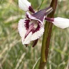 Diuris venosa at Barrington Tops National Park - suppressed