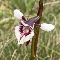 Diuris venosa at Barrington Tops National Park - 19 Dec 2023