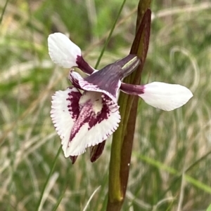 Diuris venosa at Barrington Tops National Park - suppressed