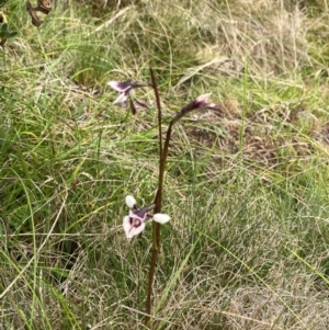 Diuris venosa at Barrington Tops National Park - suppressed