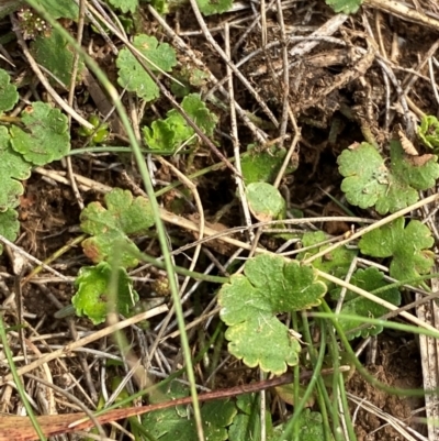 Hydrocotyle algida (Mountain Pennywort) at Barrington Tops, NSW - 18 Dec 2023 by Tapirlord