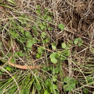 Hydrocotyle algida at Barrington Tops National Park - 19 Dec 2023 09:40 AM