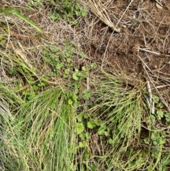 Hydrocotyle algida at Barrington Tops National Park - 19 Dec 2023 09:40 AM