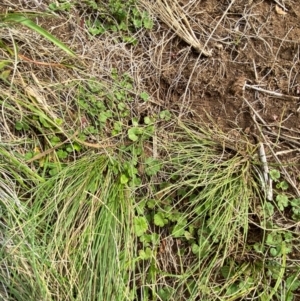 Hydrocotyle algida at Barrington Tops National Park - 19 Dec 2023 09:40 AM
