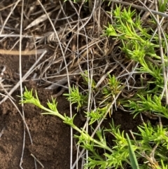 Scleranthus brockiei (Brock Knawel) at Barrington Tops, NSW - 18 Dec 2023 by Tapirlord